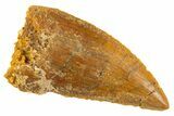 Serrated Raptor Tooth - Real Dinosaur Tooth #332141-1